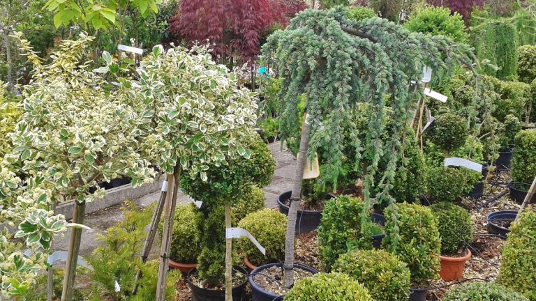 Achat de jeunes plants en pépinière : tout ce qu'il faut savoir...